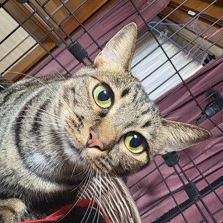 兄妹猫　甘えん坊の瑪瑙メノウ