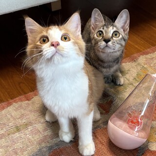 【10/5三田】初心者◎人慣れした飼いやすい兄妹