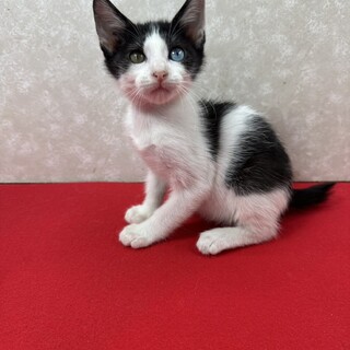 魅惑のオッドアイ！幸運をもたらす慣れ猫❤ボブ