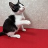 魅惑のオッドアイ！幸運をもたらす慣れ猫❤ボブ サムネイル5