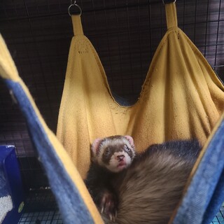 フェレット(4歳)里親募集！