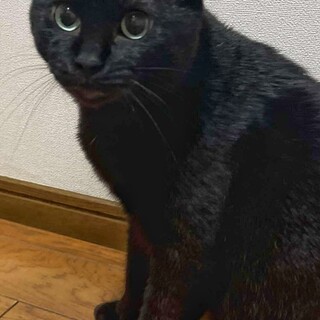 黒猫　サファイアちゃん　里親募集中☆彡