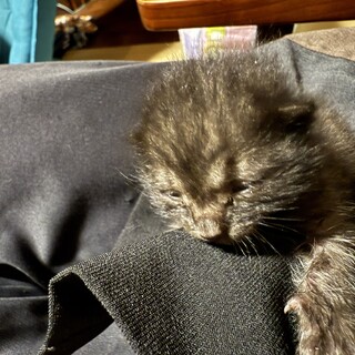 生後1週間　保護猫