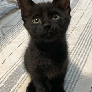 人大好きクロちゃん、人慣れOKです