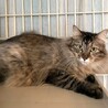 ふさふさシッポとまん丸お目々♪ゆまちゃん サムネイル2