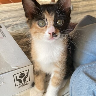 元気いっぱいのコミケちゃん、人慣れOK