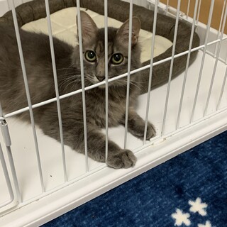 グレータビー柄の可愛い子ちゃん