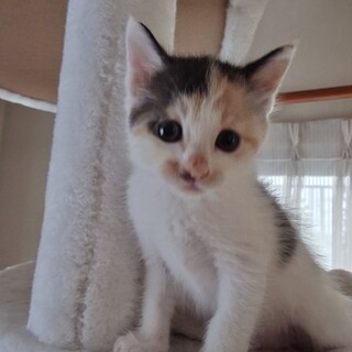 おめめクリクリ☆激カワ美少女約1ヶ月