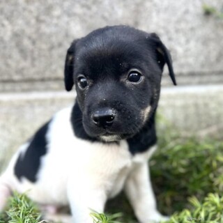 牛柄模様が可愛いカイザーくん