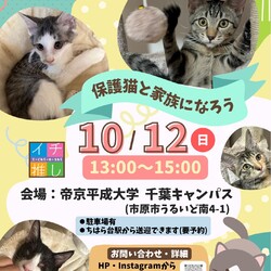 さくらねこDays 保護猫譲渡会