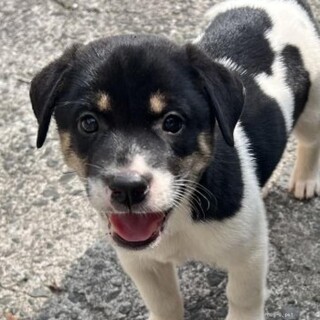 牛柄模様が可愛いフィセルちゃん