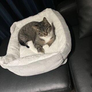 野良のメス猫ちゃん※推定1歳半