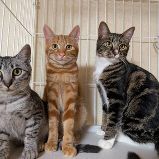 緊急！リリースする人慣れした子猫達