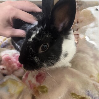 里親さん募集してます