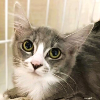 ★里親様決定★慎重派でおとなしい美猫♥まりもちゃん