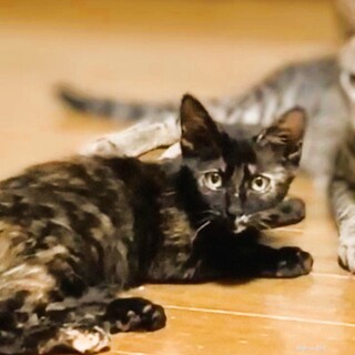 ★里親様決定★怖がりだけど猫さんは大好き♥モカ