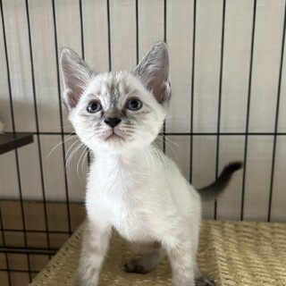 ★里親様決定★好奇心旺盛甘えんぼシャム風❤みみ