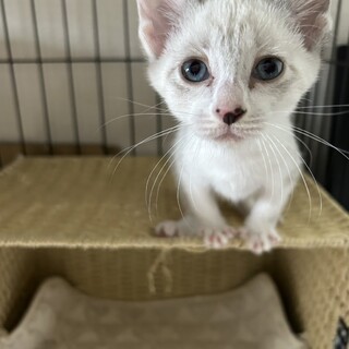 ★里親様決定★好奇心旺盛元気一杯シャム風❤のの