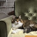 癒される、賢さと可愛いさ！