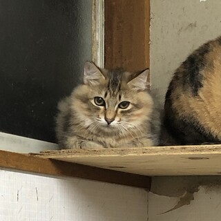 茶とグレーのふわふわ子猫