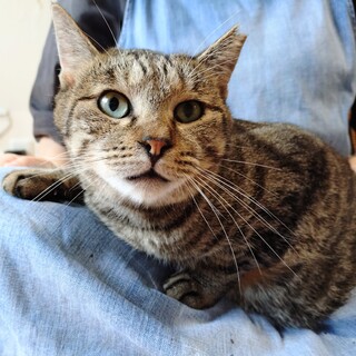 【多頭崩壊レスキュー】お膝乗り甘えん坊へ！