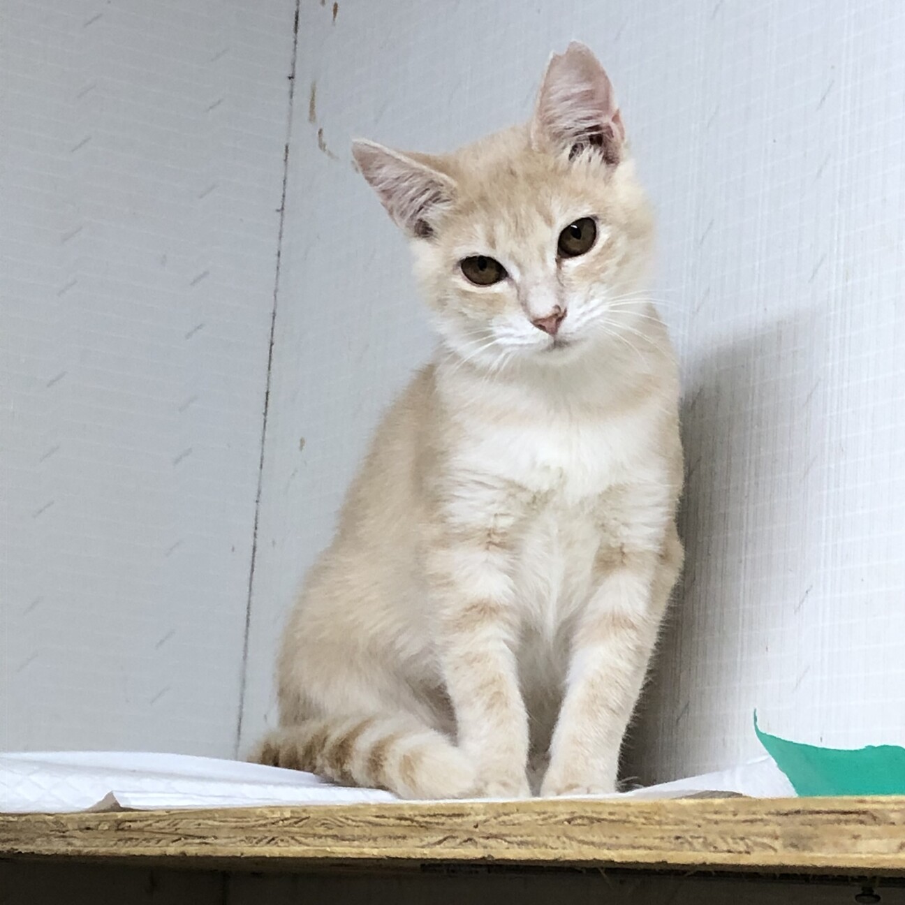 ミルクティーネコページ 動画あり)ミルクティー色の愛らしいモフモフ姿に♡ファン急増中の