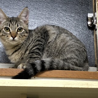 穏やかな性格のきれいな子