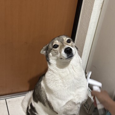 毛を掃除機で吸われてるところ