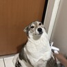 毛を掃除機で吸われてるところ
