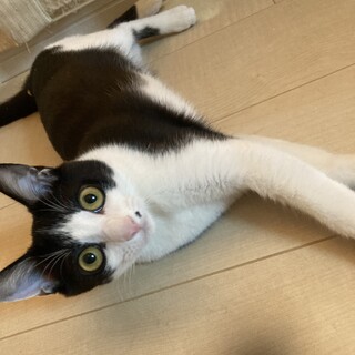 ホクロがついた３ヶ月の女の子