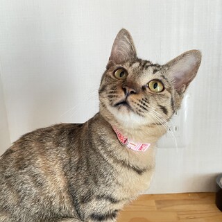  お膝大好き★こいちゃん★強運の女神