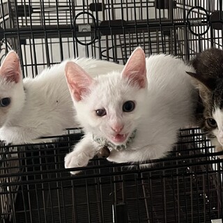 2ヵ月くらいの可愛い子猫ちゃんです。