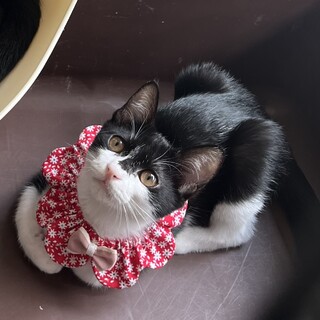 人が大好きな女の子です