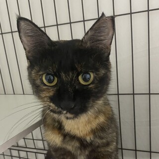 （トライヤル予定）リリー