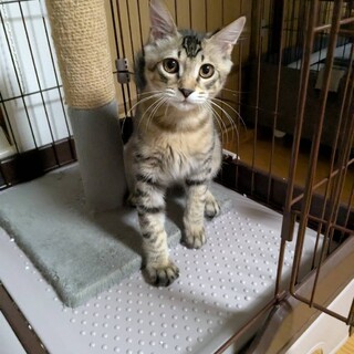 お留守番ができる人馴れ完璧チップ