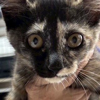 美しいモザイクべっ甲の　ぬぬちゃん