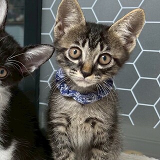 お膝大好き、人も大好きな甘えん坊★ベンケイくん