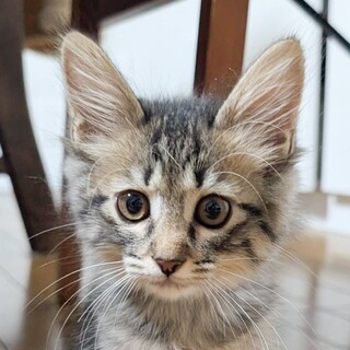 募集停止ちょっと長毛で元気いっぱい❤️きい