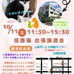 保護猫出張譲渡会