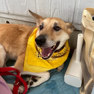 愛強め女子　ハネちゃん　2〜3歳