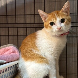 大きな瞳がチャームポイント♡クッパちゃん