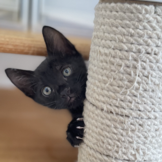 可愛いわんぱく★つばす君★人が大好き