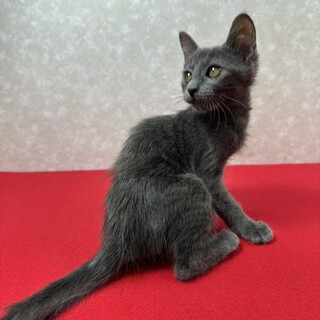 グレー好き必見！よく遊びよく寝る甘えん坊❤たまみ