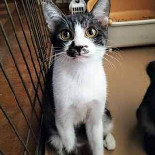 すぐにゴロゴロ♡ブラックスモークタビーの男の子