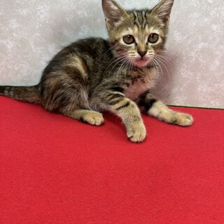 アメショ風ブラウンタビー美猫！甘えすぎ❤姫