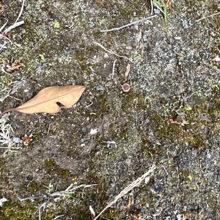 ブリティッシュショートヘア