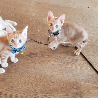 茶トラの子猫3匹を里親募集