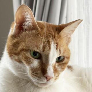 1歳で保護の茶白猫♀さくらこ約3歳