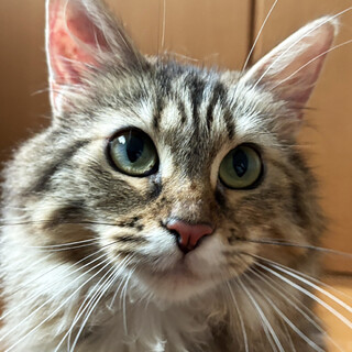 レスキューした長毛猫♀くるみ2〜3歳