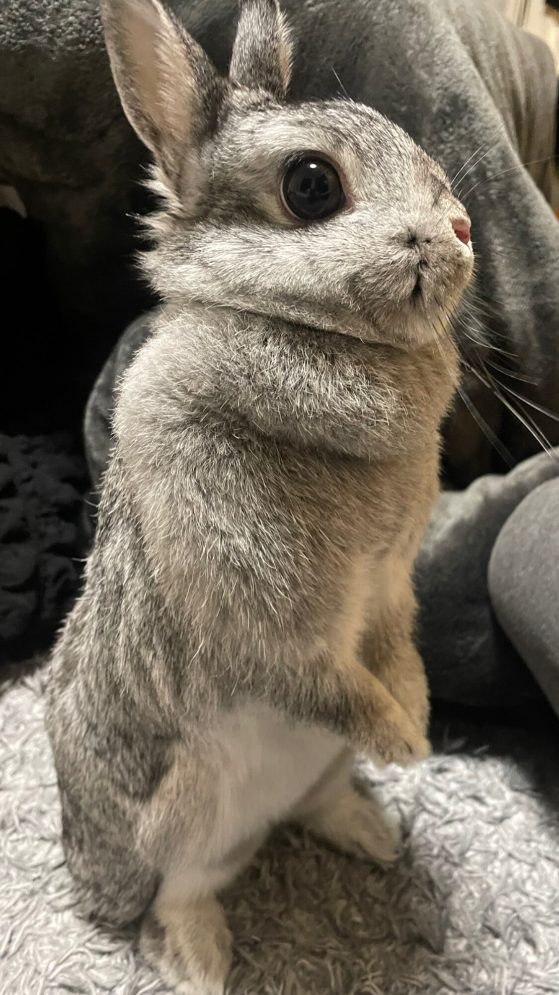 ポーリッシュというとても珍しいうさぎです サムネイル1